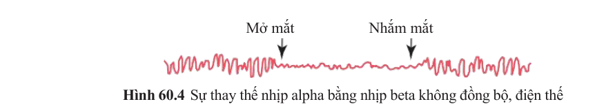 Phản ứng giảm alpha khi mở mắt