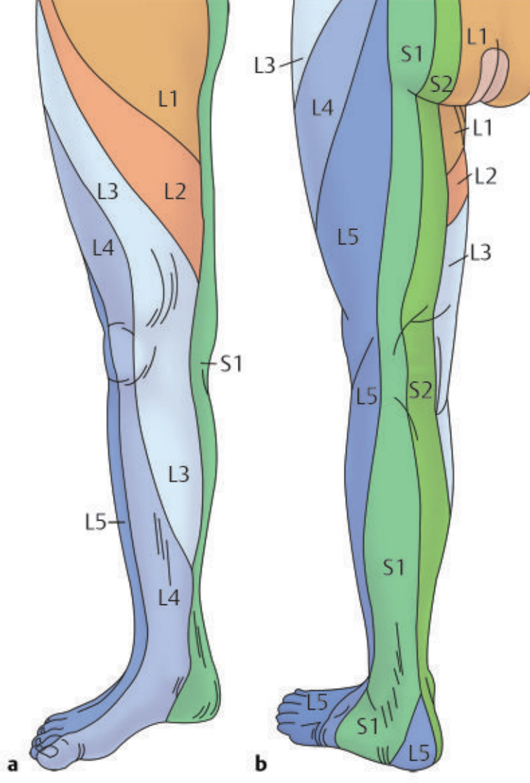 Các dermatome L1 đến S2 ở hai chi dưới