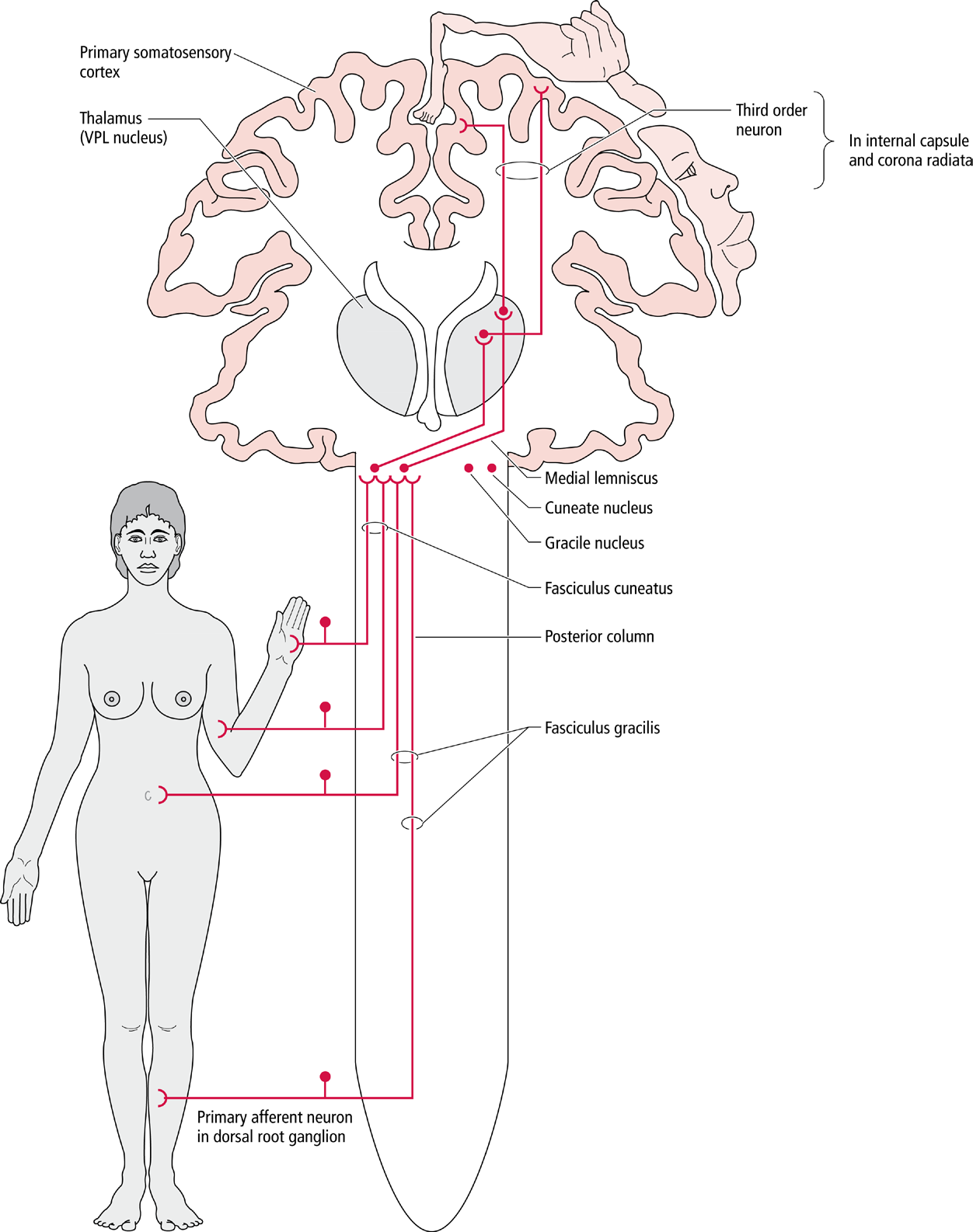 Các đường cảm giác thân thể đi lên