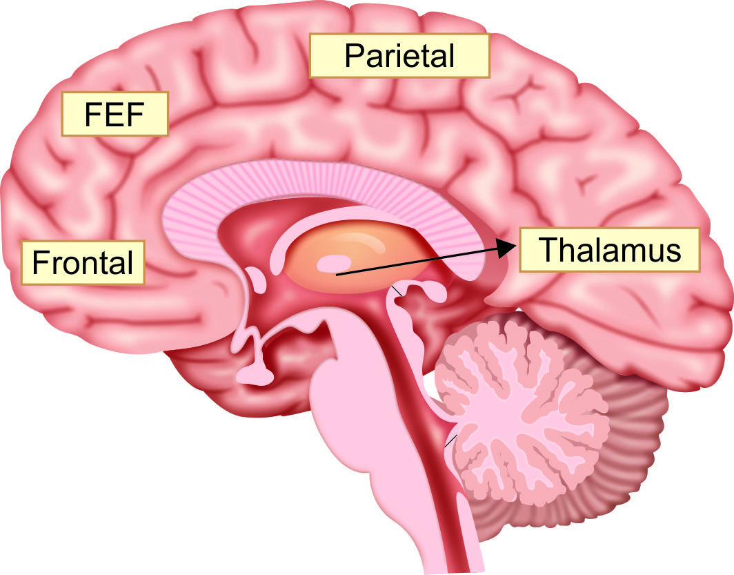 Các cấu trúc chính tham gia mạng chú ý gồm thùy trán, vùng mắt trán, đỉnh và đồi thị