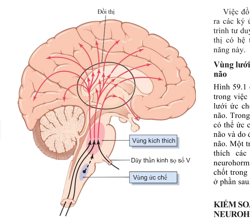 Hệ lưới hoạt hóa đi lên từ thân não chiếu qua đồi thị lên toàn bộ vỏ não, kèm vùng ức chế ở hành não