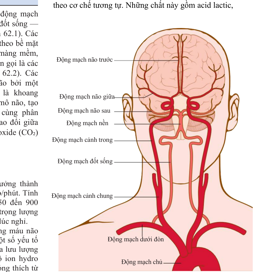 Hệ động mạch cấp máu cho não từ động mạch chủ, động mạch cảnh, đốt sống tới đa giác Willis