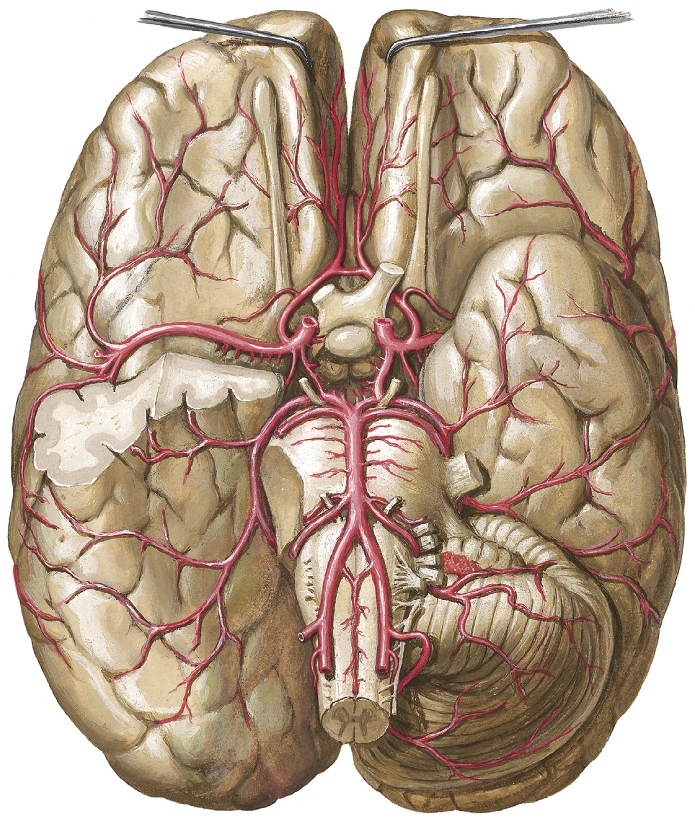 Mặt đáy não thể hiện vòng động mạch não (circle of Willis) gồm động mạch cảnh trong, não trước/giữa/sau, thông trước/thông sau, thân nền và động mạch đốt sống
