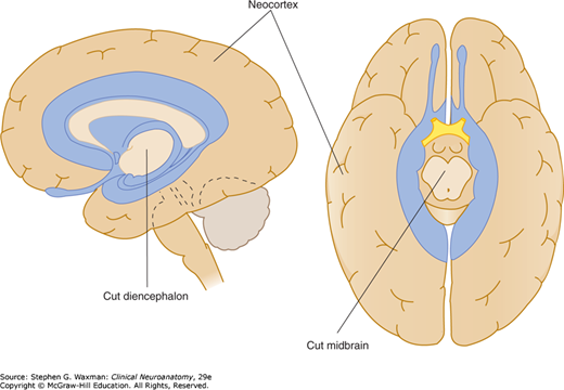 Hai hình cắt não cho thấy vị trí thùy limbic (tô màu) so với vỏ não mới xung quanh