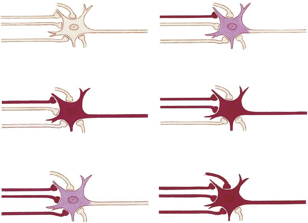 Sáu khung minh họa nguyên lý cộng gộp kích thích–ức chế trên một neuron