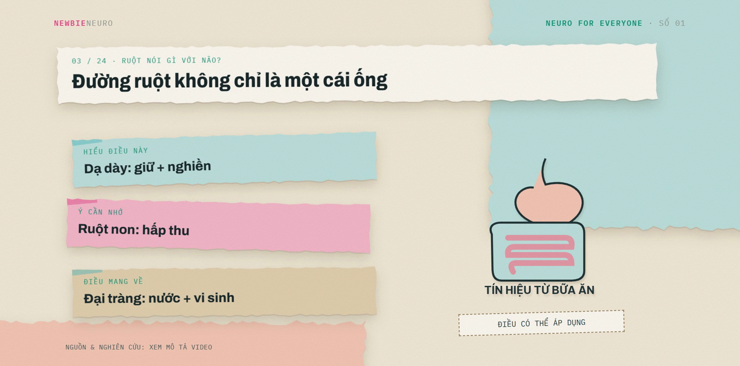 Dây chuyền tiêu hóa: dạ dày, ruột non, đại tràng