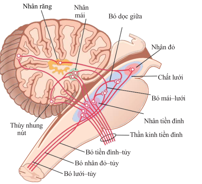 Liên kết của thần kinh tiền đình qua các nhân tiền đình với tiểu não, bó dọc giữa, nhân đỏ, chất lưới và tủy sống