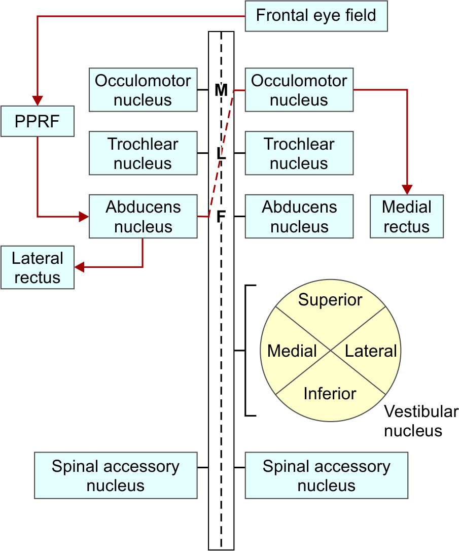 Sơ đồ bó dọc giữa nối vùng mắt trán, PPRF, nhân vận nhãn, nhân ròng rọc, nhân dạng ngoài và nhân tiền đình