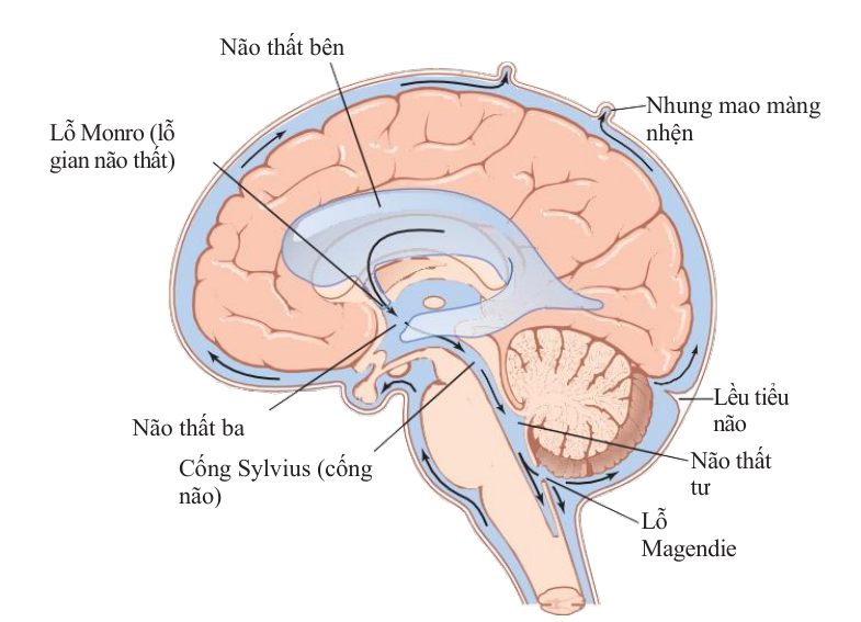 Sơ đồ đường đi của dịch não tủy từ não thất bên qua lỗ Monro, não thất ba, cống Sylvius, não thất tư, lỗ Magendie tới nhung mao màng nhện