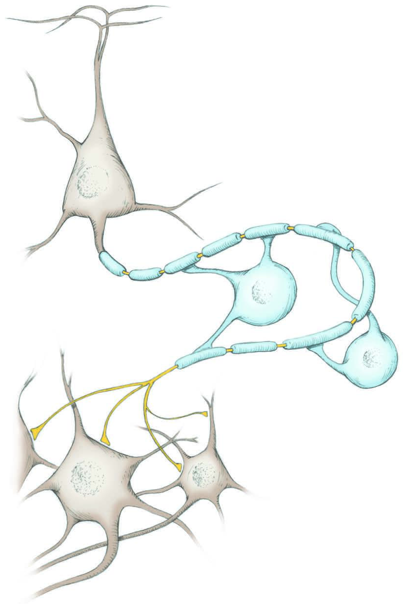 Oligodendrocyte vươn nhiều nhánh bao myelin quanh các đoạn sợi trục trong hệ thần kinh trung ương